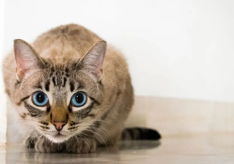 1 gatinho cinza rajado de olhos azuis abaixado olhando para a câmera em um fundo branco