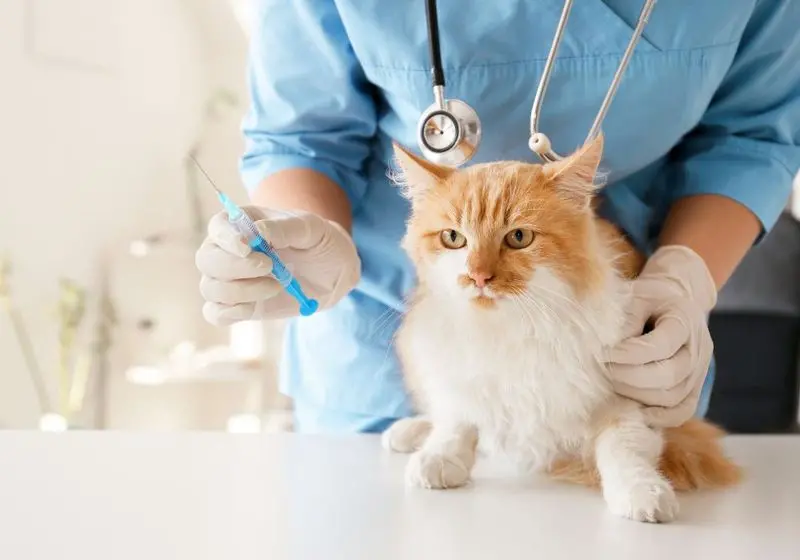 gatinho branco e laranja rajado em um veterinário com o profissional se preparando para aplicar uma vacina