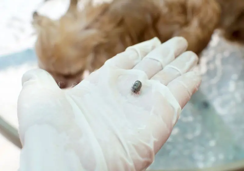 2 mão humana com uma luva de plástico branca segurando um carrapato retirado do cachorrinho que aparece ao fundo da imagem