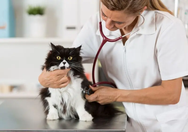 2 gatinho preto e branco com uma veterinária conferindo seus batimentos com um estetoscópio
