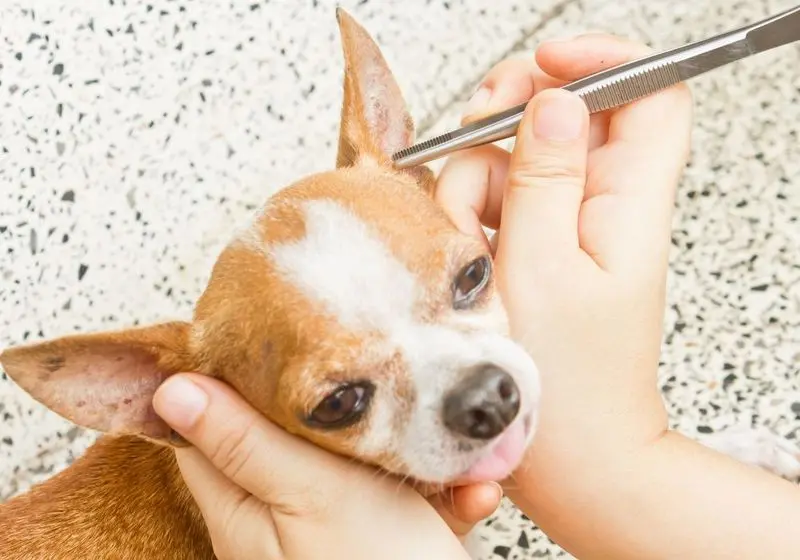 3 Chihuahua marrom e branco com a cabeça sendo segurada delicadamente por duas mãos enquanto é inspecionado em busca de carrapatos