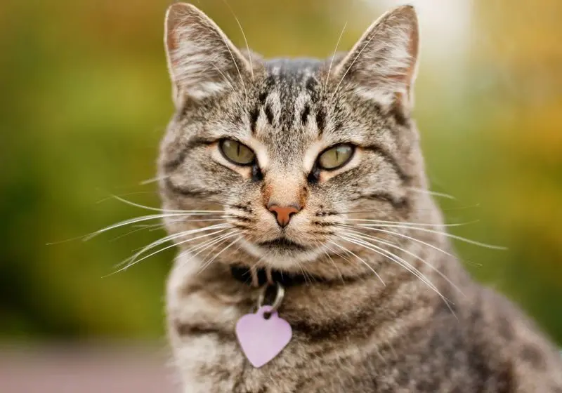 gato cinza rajado usando uma coleira de identificação olhando para a câmera em um fundo verde desfocado