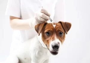 cachorrinho de pelagem branca e marrom em um veterinário sendo inspecionado em busca de carrapatos