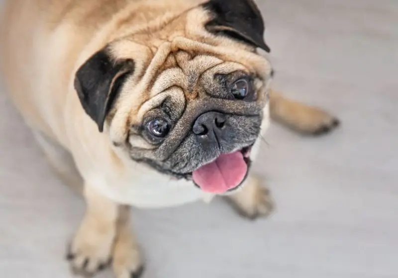 pug bege gordinho com o partes pretas no rosto olhando para câmera com a língua para fora