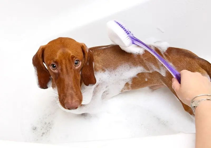 1 cachorro salsicha marrom tomando banho com espuma em uma banheira branca