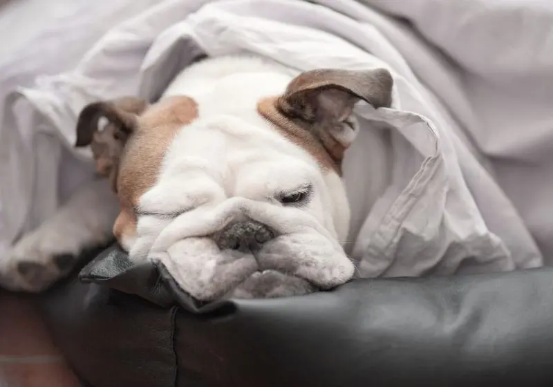 Bulldog descansando confortavelmente