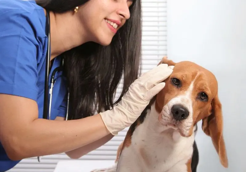 2 Beagle recebendo cuidado nas orelhas após tomar banho