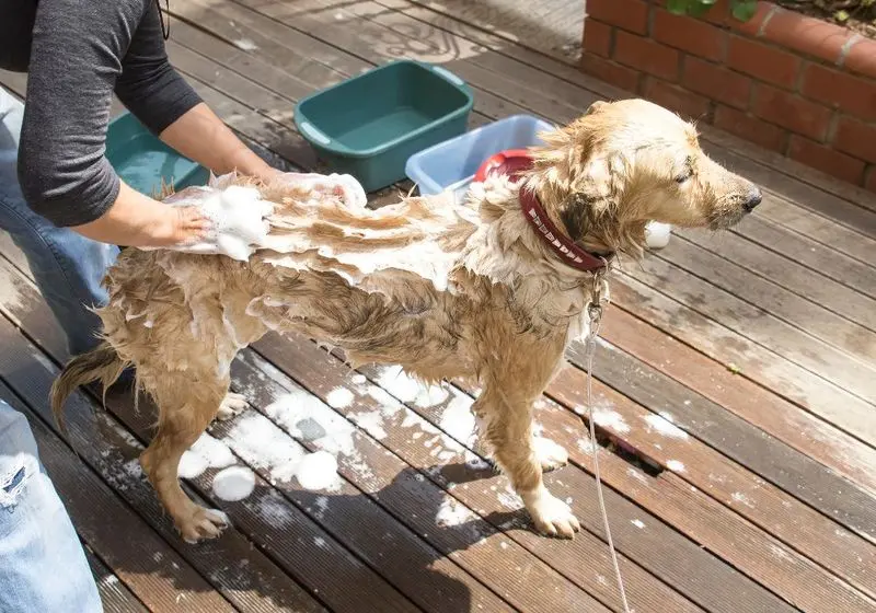 3 cachorrinho bege recebendo banho com shampoo em um lugar de chão de madeira