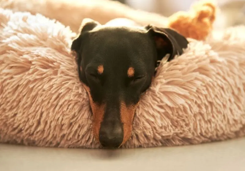 Cãozinho dormindo em uma caminha confortável