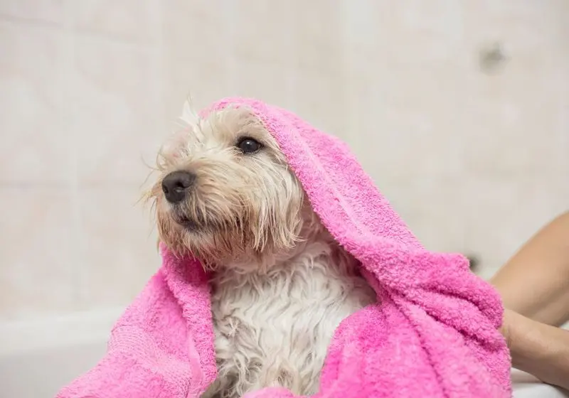 4 cachorrinho peludo branco molhado enrolado em uma toalha rosa