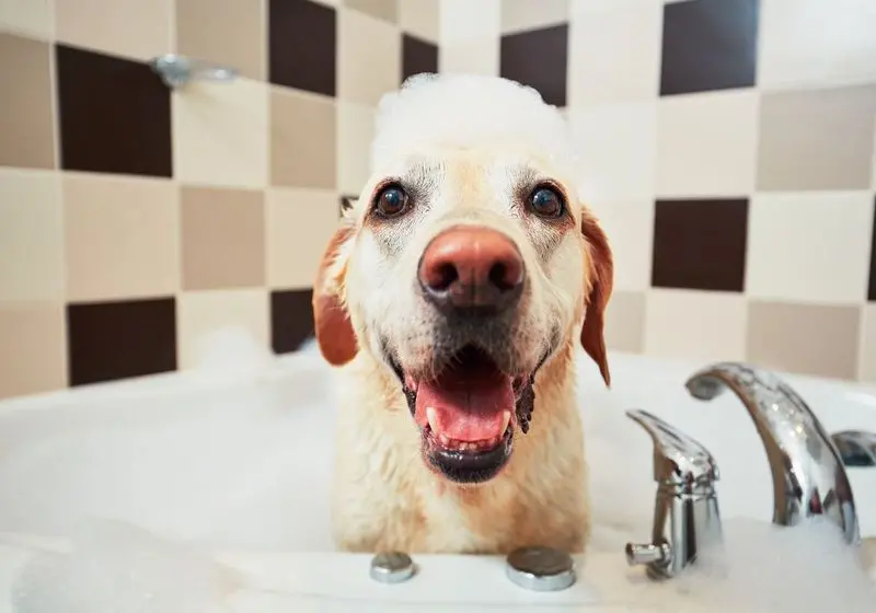 5 cachorro médio porte bege sorrindo em uma banheira tomando banho de sabão