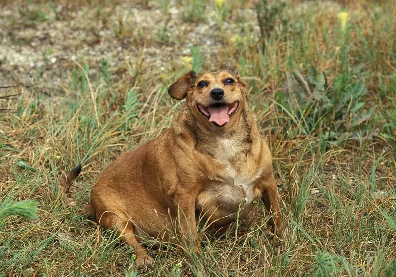 cachorro marrom gordo com a língua para fora sentado na grama