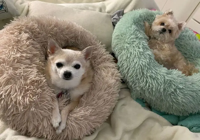 2 Cãozinhos deitados em caminhas