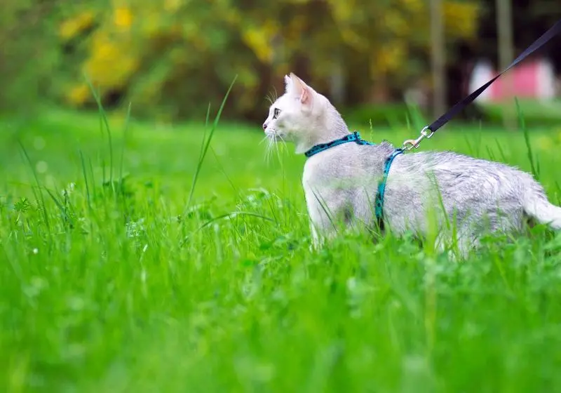 gato branco usando coleira azul e andando na grama