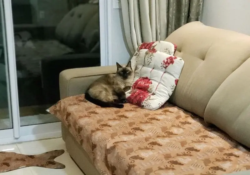 gato marrom e branco deitado no sofá de casa