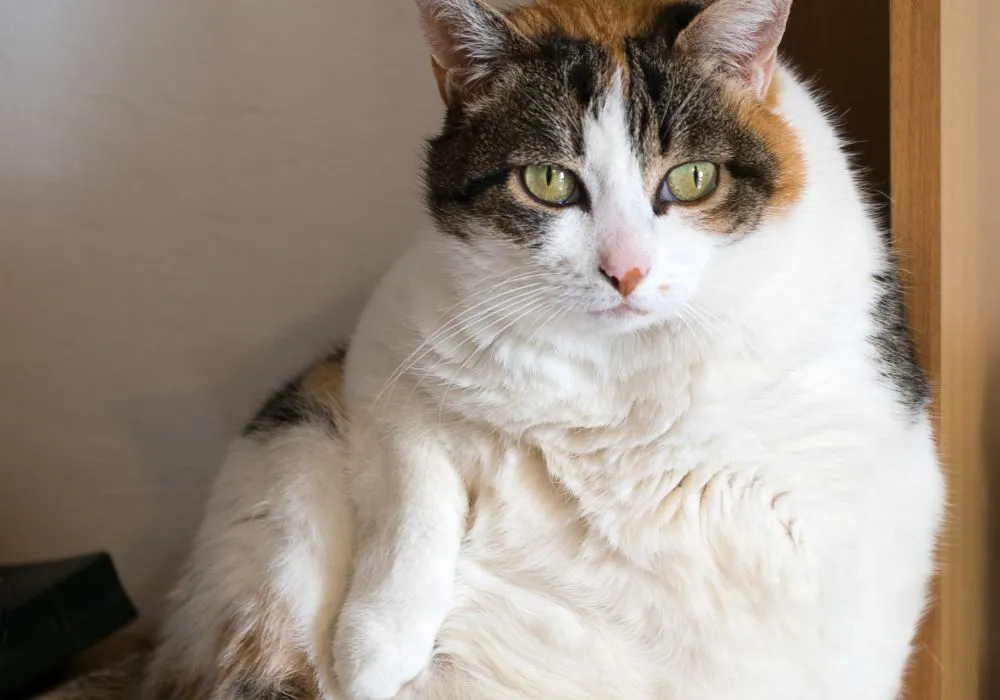 gato obeso