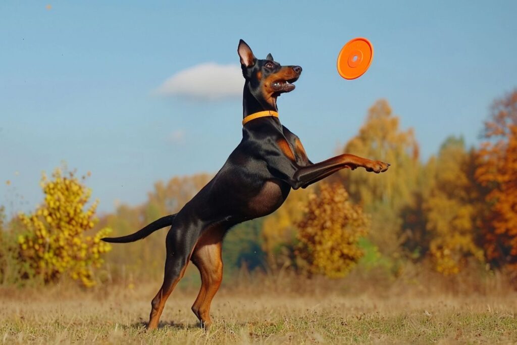 Doberman