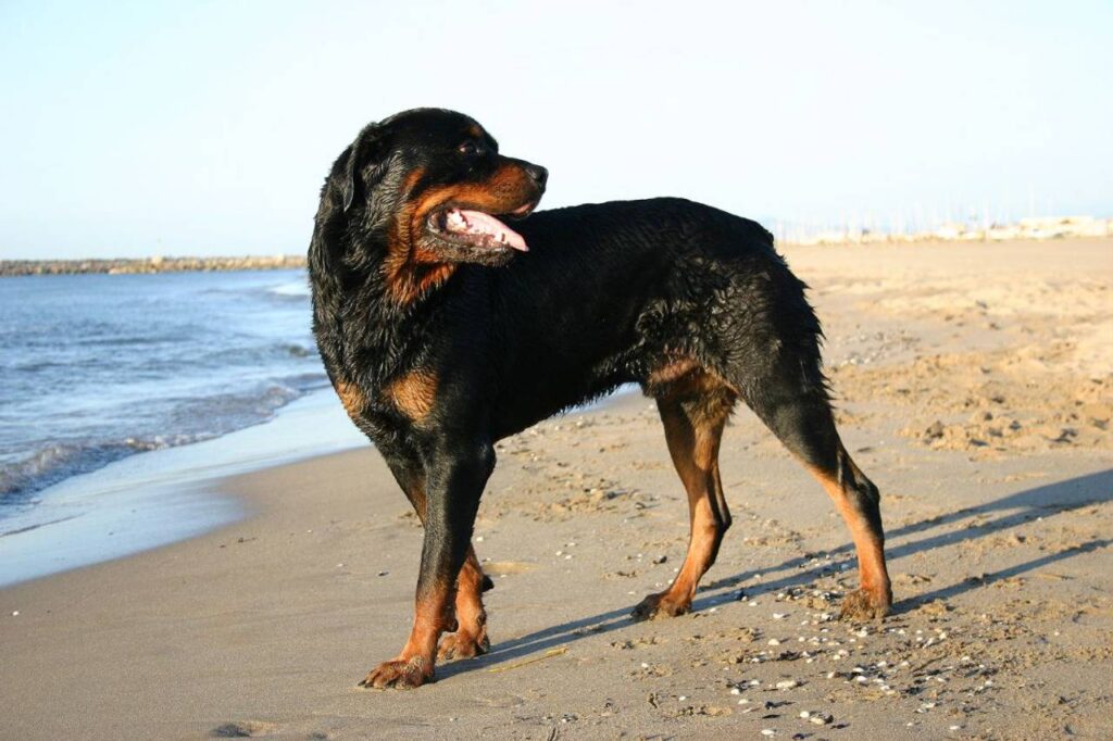 Cachorro grande