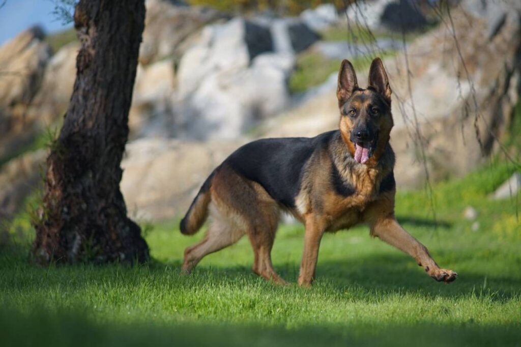 Cachorro pastor alemão