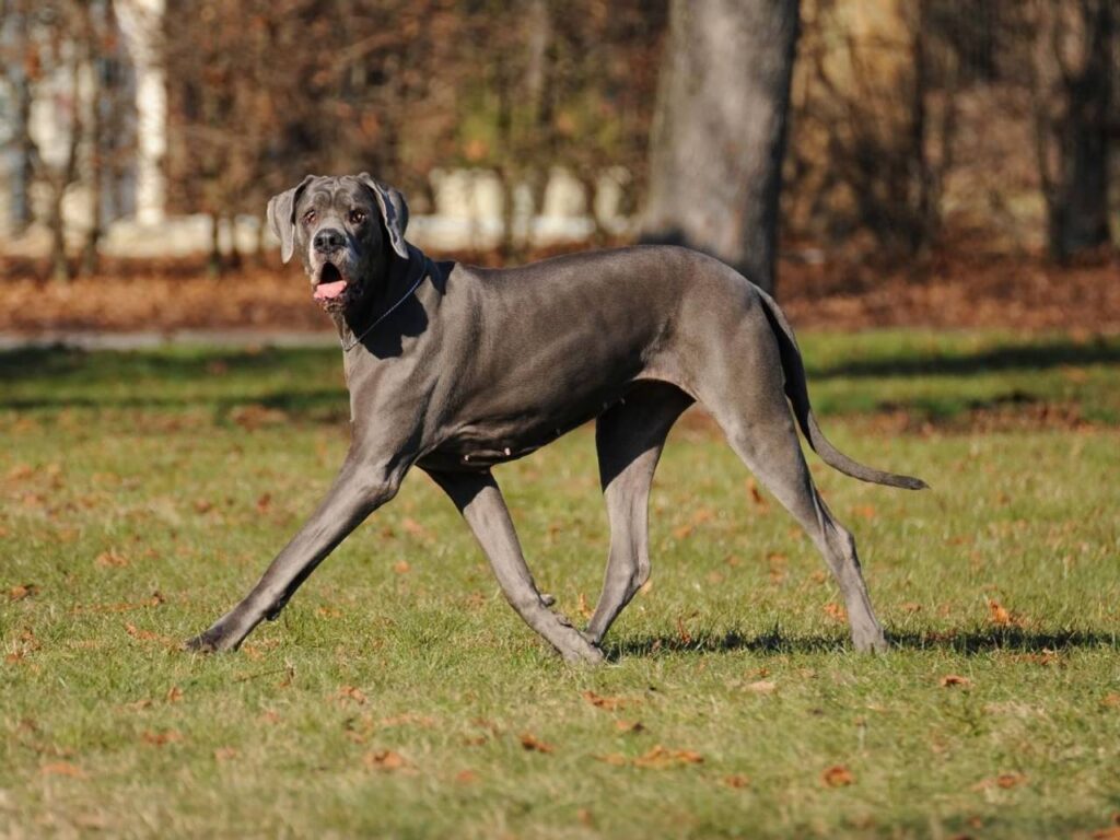 Dogue Alemão