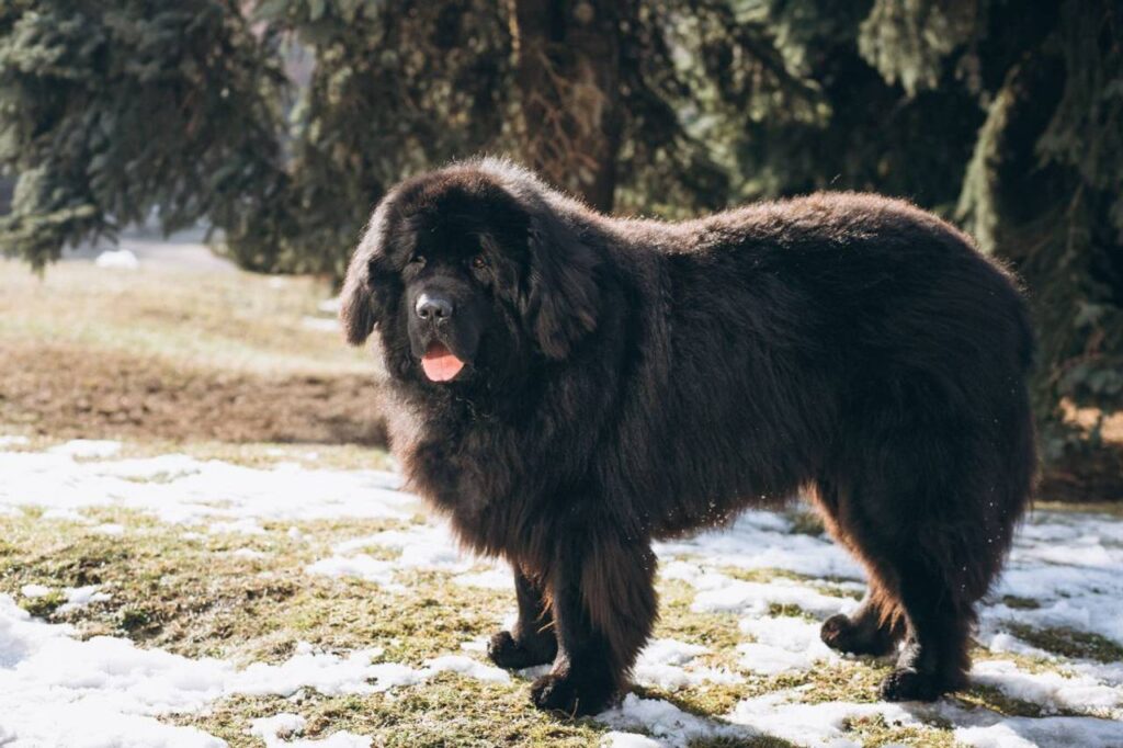 Cão de montanha dos Pirenéus