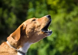 como desengasgar cachorro