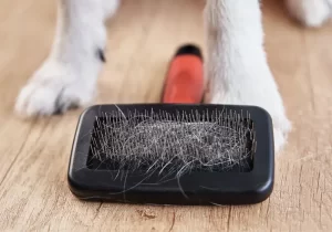 cachorro caindo pelo e com feridas como tratar
