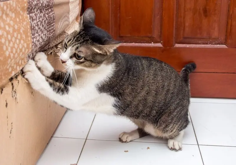 gato arr
