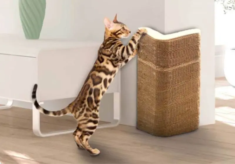gato arr 2