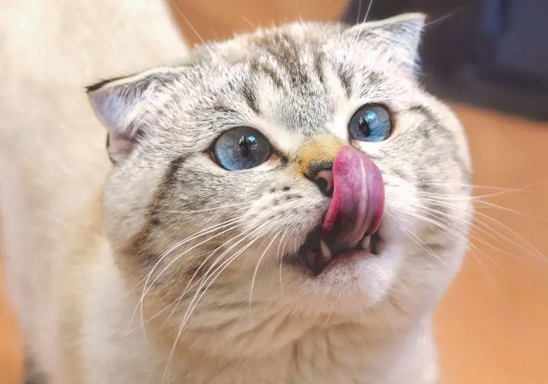 gato lambendo o focinho