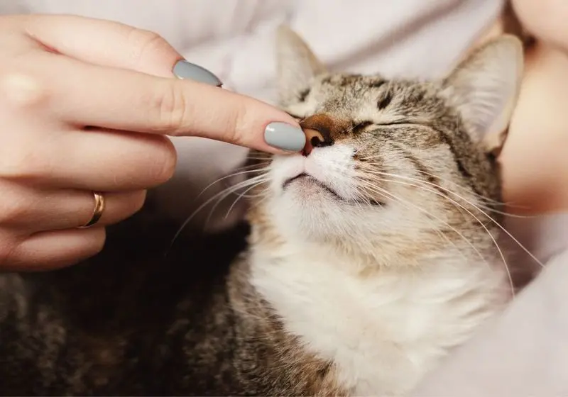 dedo tocando o focinho do gato