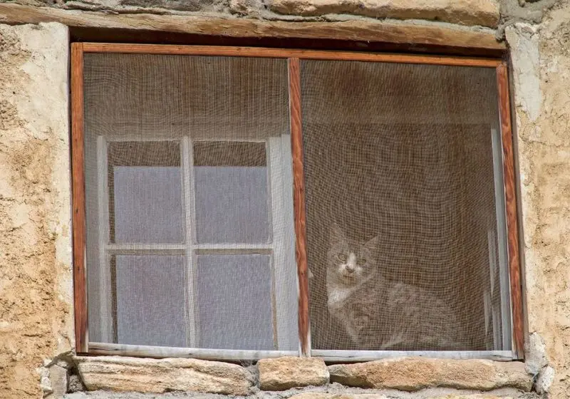 janela com tela protegendo gato