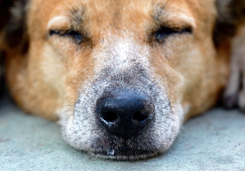 cachorro com os olhos fechados