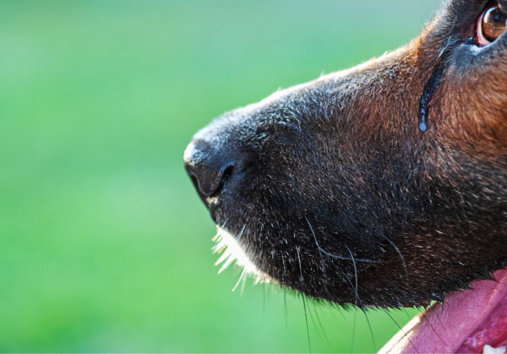 cachorro com olhos lacrimejando