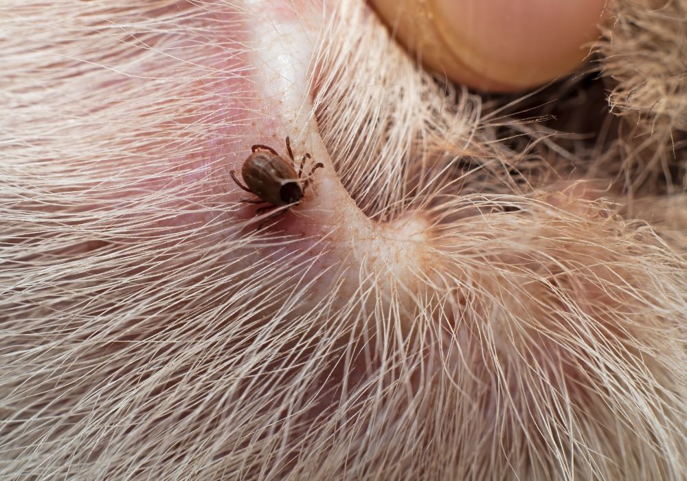 ácaro no pelo do cachorro