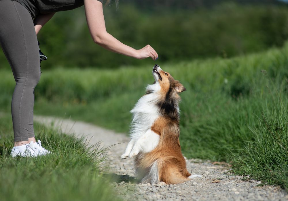 cachorro recebendo um petisco