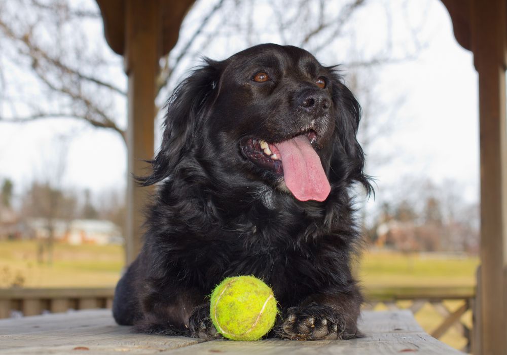 cachorro preto com bolinha de tênis