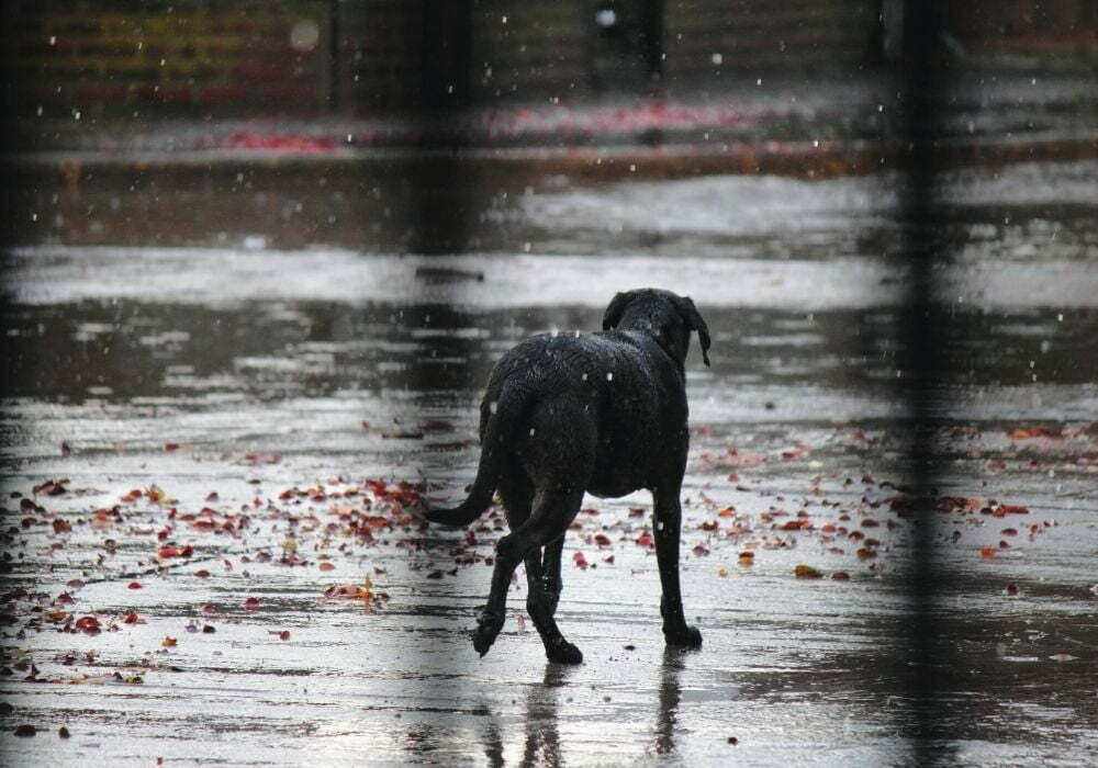cachorro caminhando em solo úmido