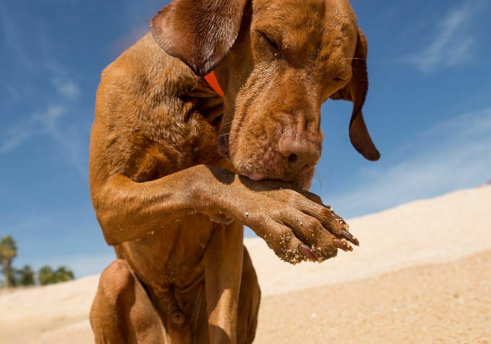 cachorro lambendo pata