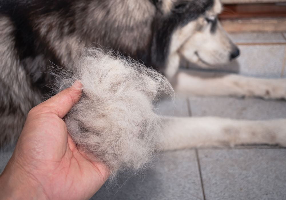 cachorro com queda de pelo