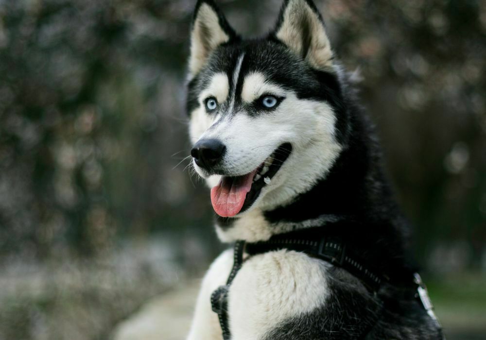 Huskie Siberiano em destaque na foto