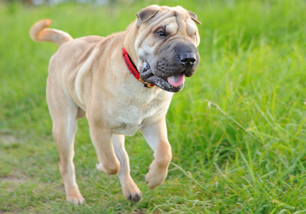 Cachorro passeando na grama