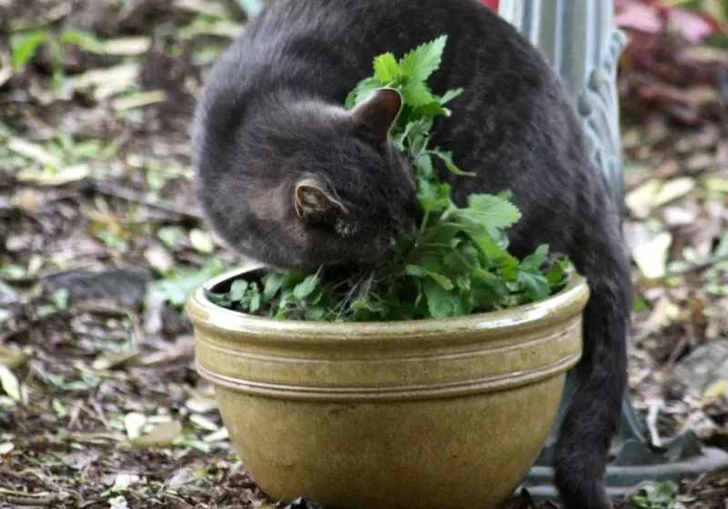 gato farejando vaso de planta