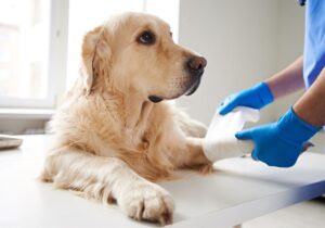 cachorro recebendo cuidados na pata