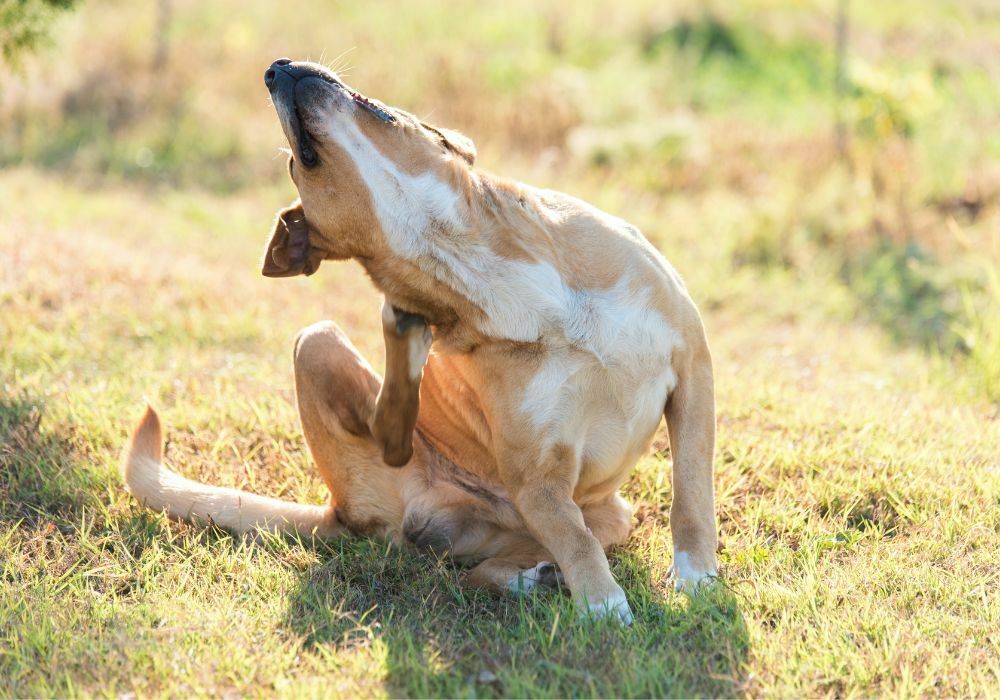 cachorro se coçando