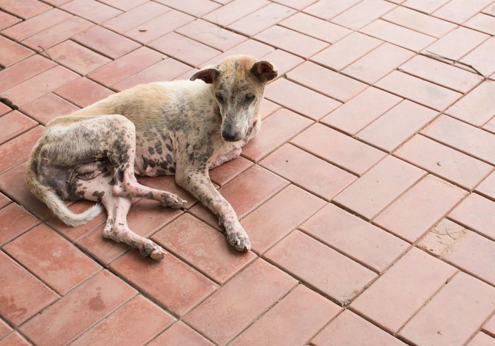 cachorro deitado no chão