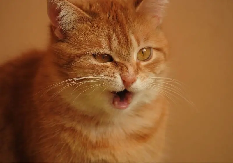 gato espirrando
