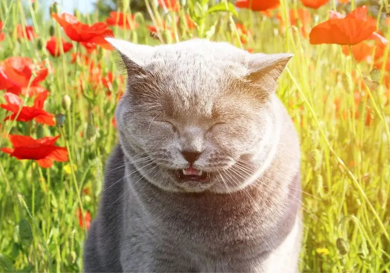gato espirrando 2
