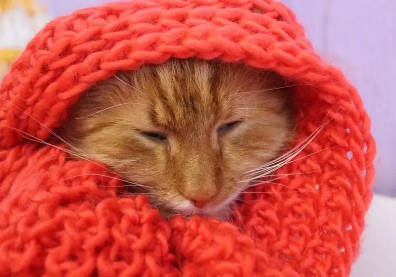 gato gripado 1