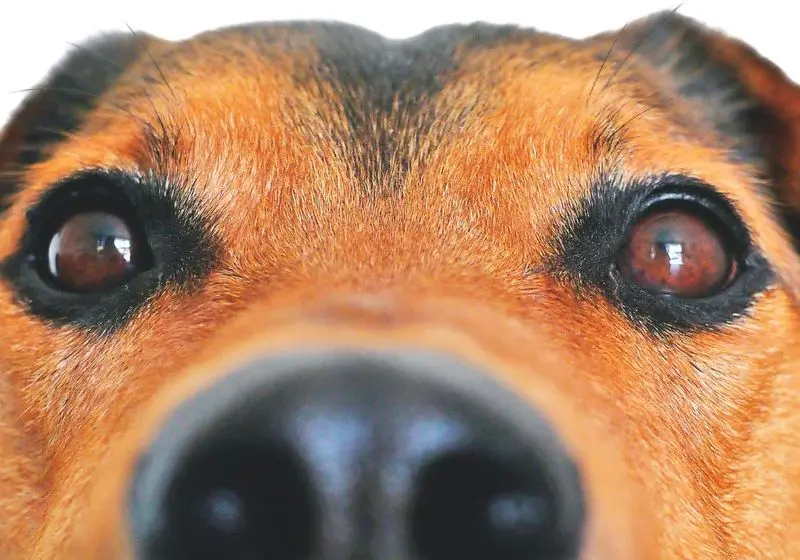 detalhe dos olhos e focinho de cachorro